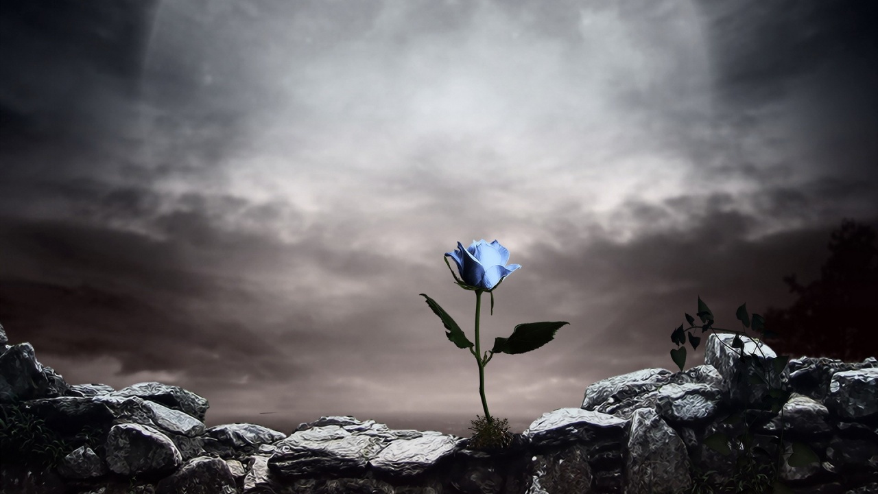 Blueish-Rose-Dark-Background